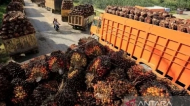 Harga CPO KPBN Terkoreksi di Level Rp14.345/kg, Bursa Malaysia Melemah