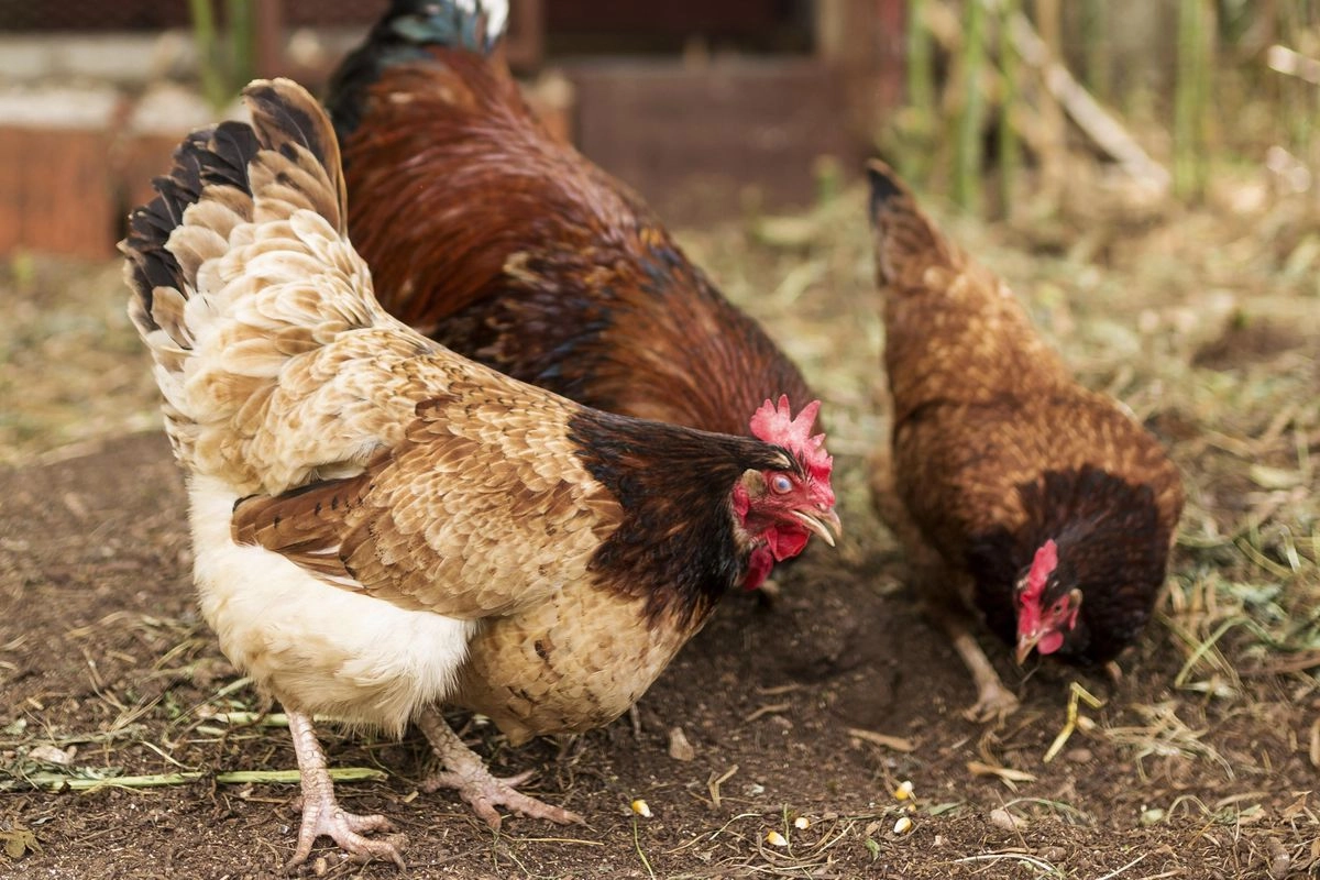 PINSAR Pastikan Stok Ayam Nasional Aman, Soroti Distribusi Picu Kenaikan Harga di Pasar