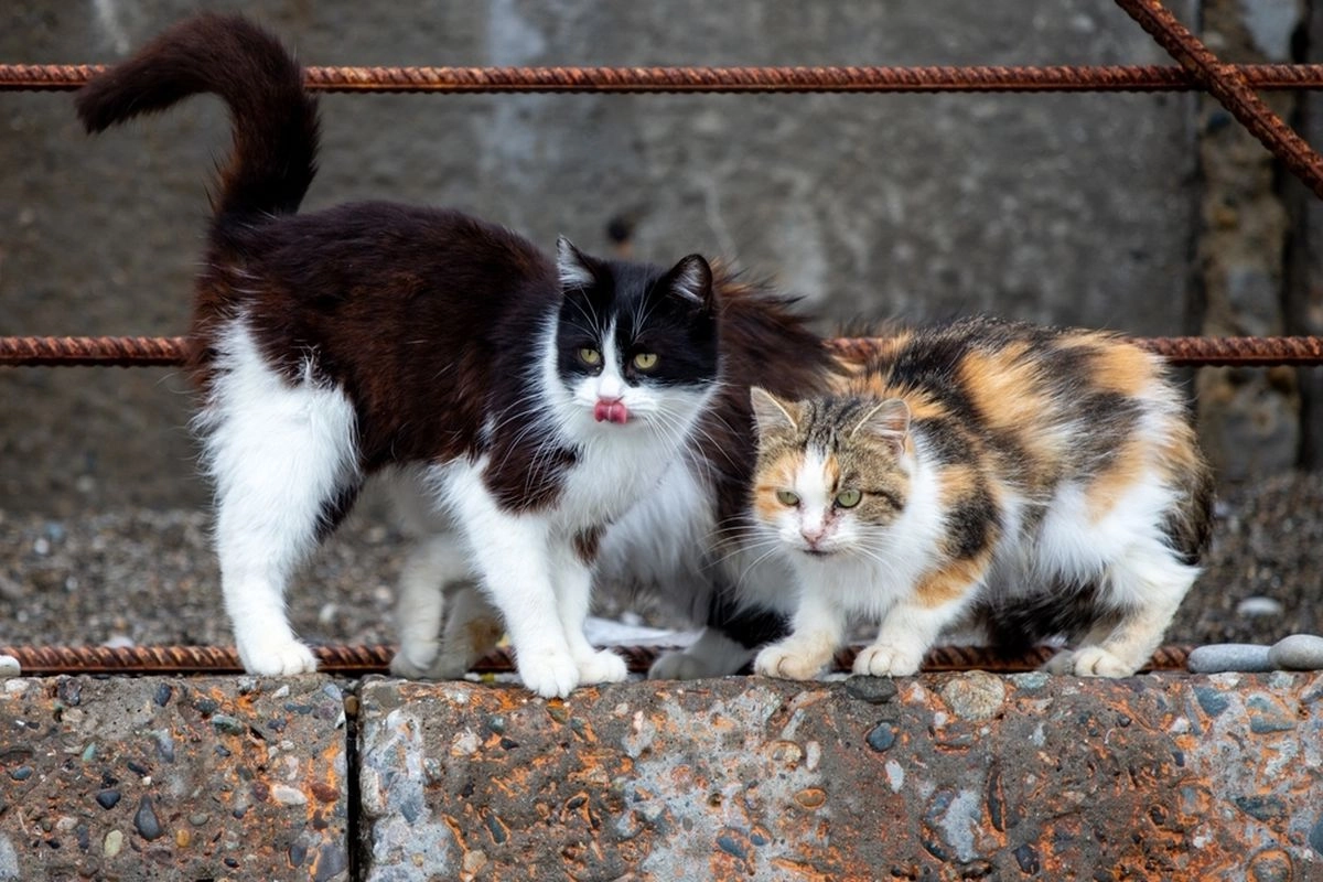 Gegara 131 Kucing Disingkirkan, Populasi Merpati Langka Melonjak Drastis