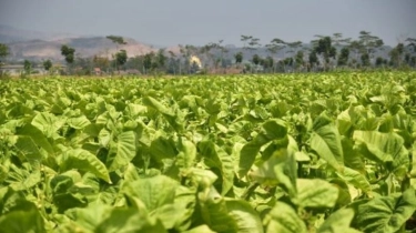 Regulasi Baru Disebut Bisa Pukul Kesejahteraan Petani Tembakau