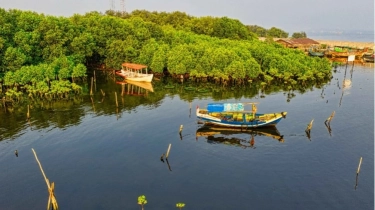 Bisakah Sea Farming Berbasis Adat Menyelamatkan Ekonomi Nelayan Pesisir?
