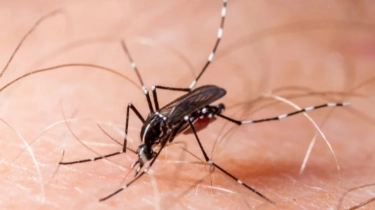 Tak Hanya Indonesia, Nyamuk Wolbachia Cegah DBD juga Diterapkan di Negara ASEAN