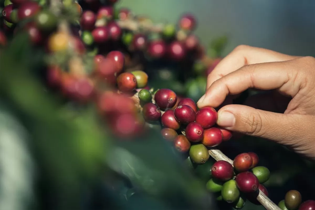 Indonesia Percepat Hilirisasi Kopi, Dorong Peningkatan Daya Saing Global