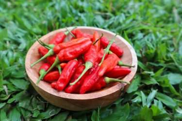 Harga Cabai Rawit di Kepulauan Seribu Tembus Rp 120.000, Perlu Intervensi