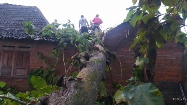 Hujan Lebat Disertai Angin di DIY: 4 Orang Terluka Akibat Atap Ambrol dan Belasan Pohon Tumbang