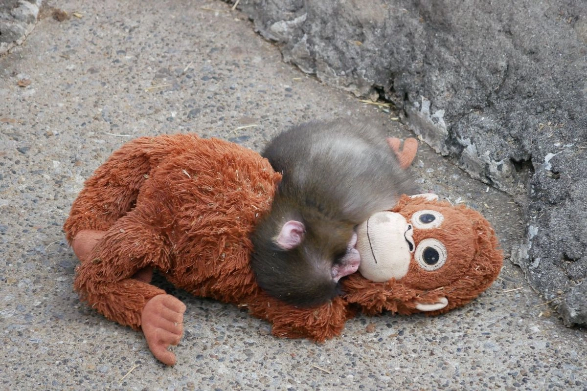 Kisah Punch, Monyet yang Ditolak Induknya, Kini Berteman dengan Boneka