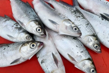 Jawa Tengah Rajai Produksi Cumi dan Layang, Tongkol Kuat di Kalimantan Barat