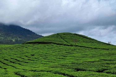 Menikmati Keindahan Perkebunan Teh Pangalengan yang Tak Pernah Kehilangan Pesona