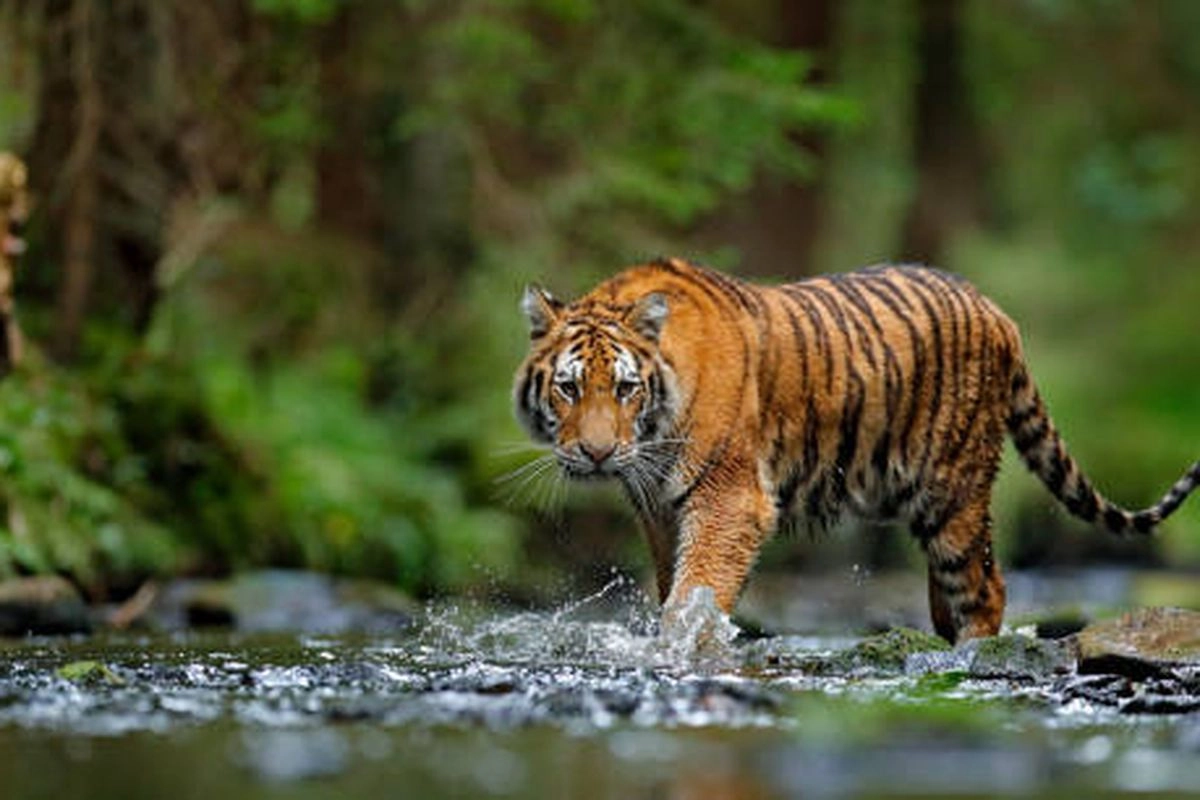 Virus Mematikan Renggut Nyawa 72 Harimau di Thailand
