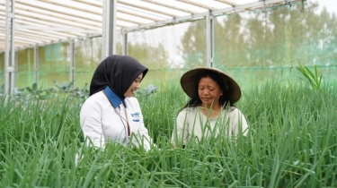 Kabar Terkini PNM Diambil Alih Negara, Danantara Jadi Penentu