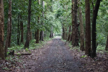 Jalajah Alas Purwo: Hutan Tertua, Cerita Kawasan Ghaib, dan Pura Kawitan
