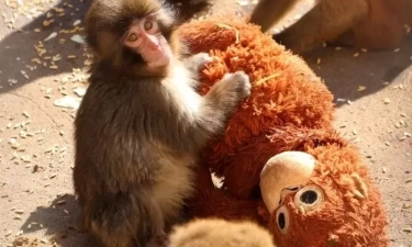 Viral Bayi Monyet Punch Kuasai Algoritma, Harga Boneka Orangutan Djungelskog Tembus Hingga 5 Juta Rupiah