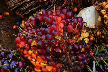 Tenggat 24 Februari Lewat, RI Tagih Komitmen UE atas Sengketa Sawit