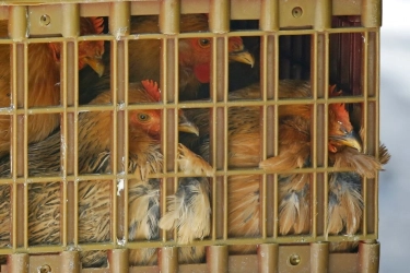 Arab Saudi Setop Impor Unggas dan Telur dari 40 Negara, Indonesia Masuk Daftar