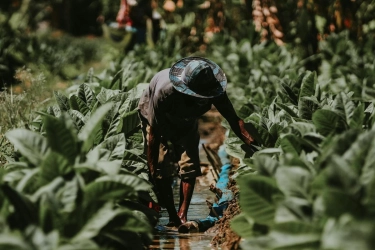 Kementan: Industri Hasil Tembakau Sumbang Rp 300 T Ke Negara