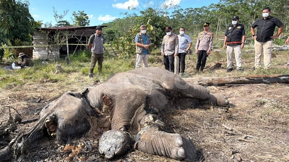 Bawa Reserse dan Labfor, Kapolda Riau Cek Lokasi Penemuan Anak Gajah Mati di Tesso Nilo
