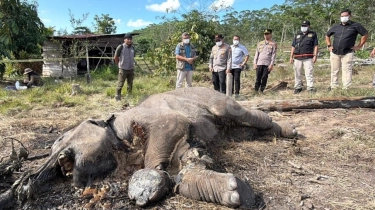 Bawa Reserse dan Labfor, Kapolda Riau Cek Lokasi Penemuan Anak Gajah Mati di Tesso Nilo