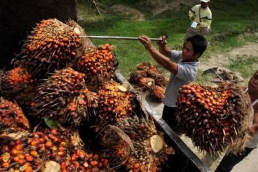 Harga Referensi CPO Maret 2026 Naik 2,22 Persen, Didorong Permintaan India dan China