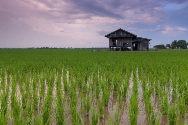 Sawah di Bali Berkurang Setiap Tahun Karena Alih Fungsi Lahan, Ini Kata Koster