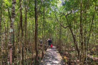 5 Wisata Mangrove di Indonesia, Bisa Jalan di Jembatan Sambil Pesisir Laut