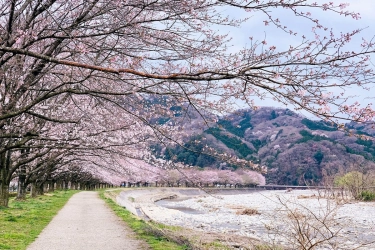 Apa Itu Golden Week Jepang? Puncak Liburan yang Mesti Dihindari Turis