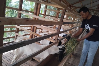 Ketika Desa Berusaha Kaya dari Ternak Kambing…