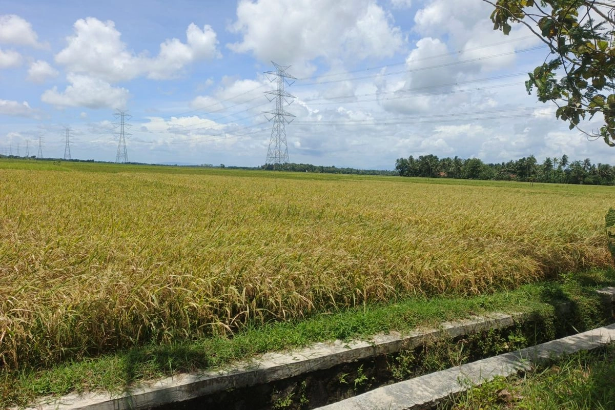 Zulhas: Alih Fungsi “Sawah Abadi” Sejak 2010 Akan Didenda