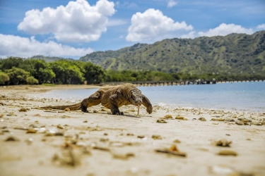 Jadi Situs Warisan Dunia UNESCO, Ini 8 Fakta Menarik TN Komodo