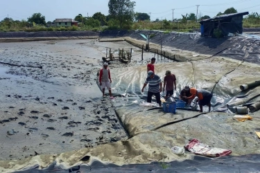 KKP Rekrut Ribuan Tenaga Kerja untuk Tambak Udang Raksasa di Waingapu