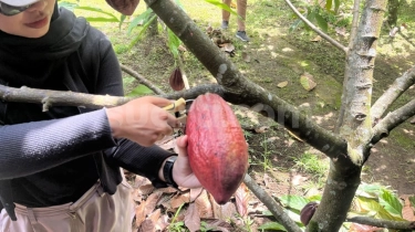 Harga CPO Melonjak, Harga Kakao Anjlok Tajam