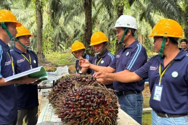 Petani Sawit Ubah Cara Bertani, Produktivitas Mulai Terangkat