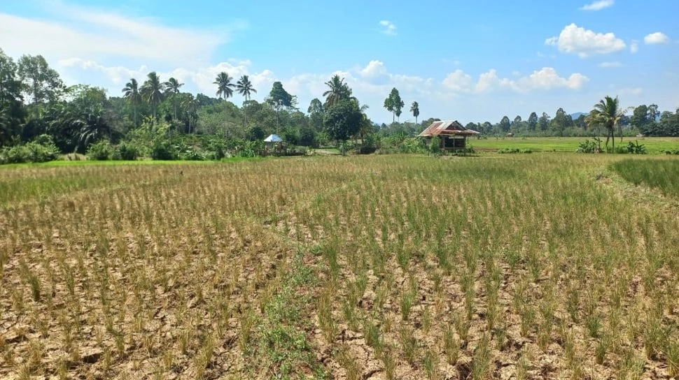 Godzilla El Nino Ancam Ketahanan Pangan, Padi dan Jagung Paling Rentan Gagal Panen