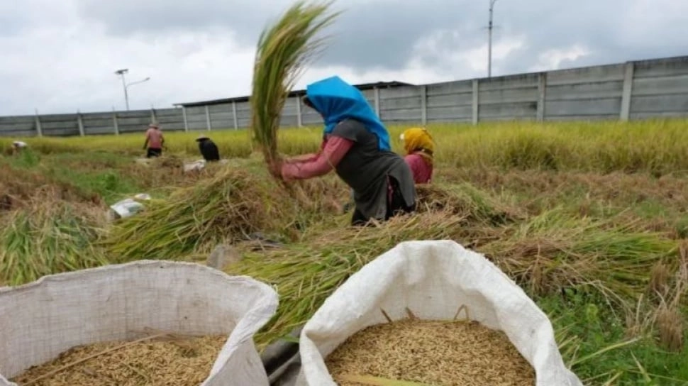 Produksi Beras Nasional Diproyeksi Turun 380 Ribu Ton, BPS Ungkap Biang Keroknya
