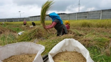 Produksi Beras Nasional Diproyeksi Turun 380 Ribu Ton, BPS Ungkap Biang Keroknya