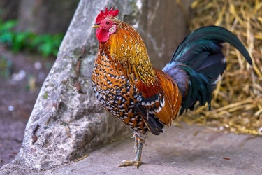 Mengenal Ayam Kukuak Balenggek, Ayam Bersuara Merdu dari Sumbar