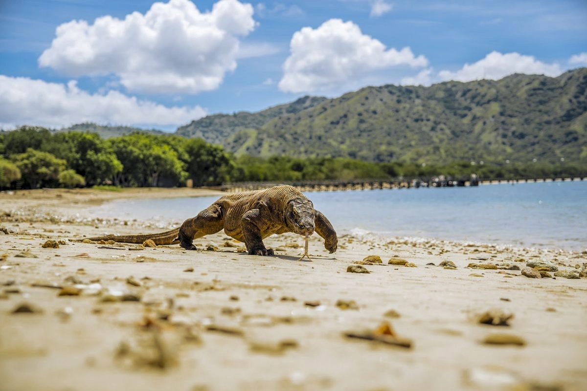 3 Hal Ini Picu Kerusakan di Taman Nasional Komodo