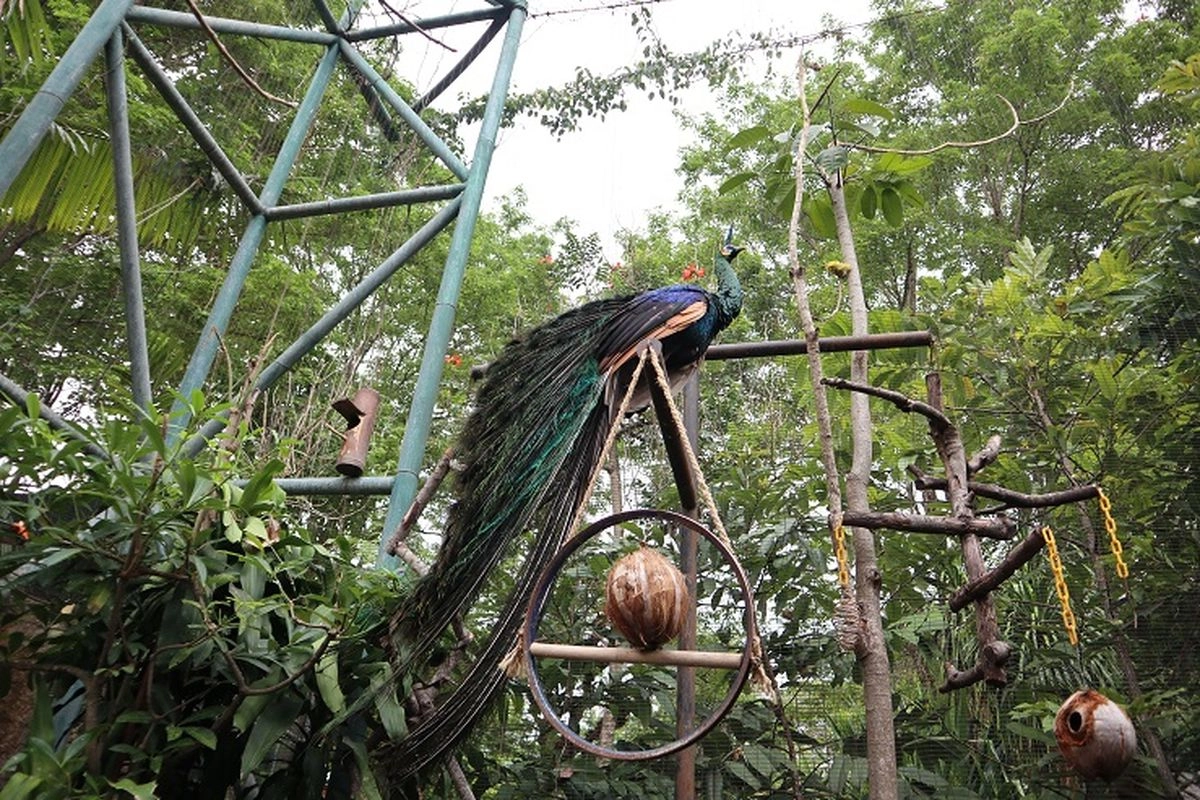 Rekomendasi Kebun Binatang di Yogyakarta untuk Keluarga, Bisa Beri Makan Satwa