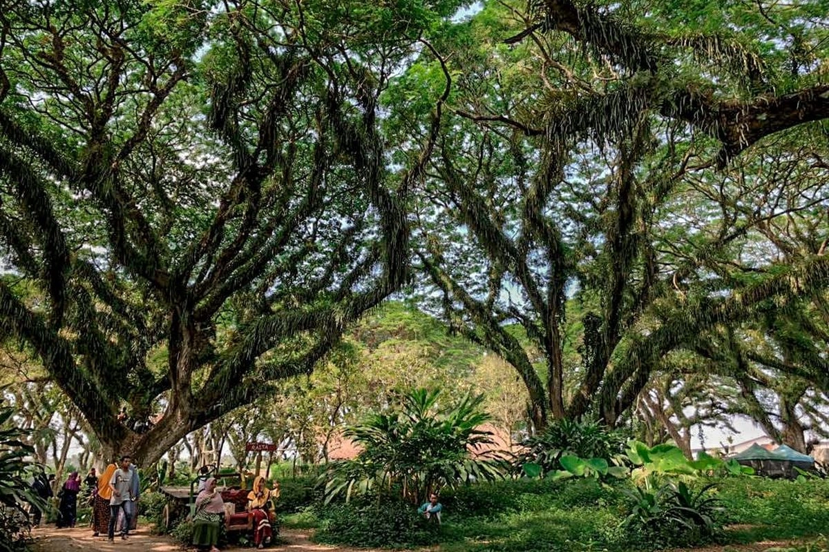 Jelajah Banyuwangi: Belajar Akar Budaya, Terpesona Magisnya Hutan De Djawatan