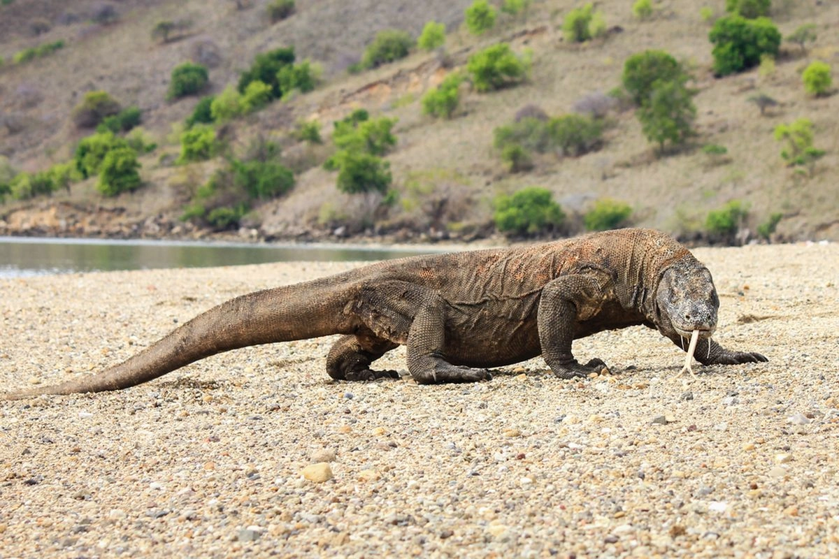 Kuota 1.000 Wisatawan di TN Komodo Bakal Dievaluasi 3 Bulan Lagi