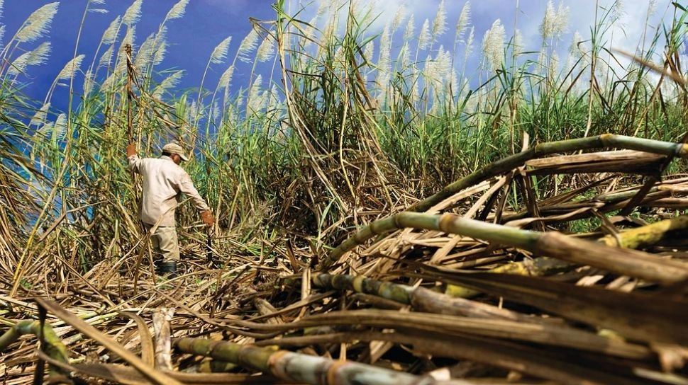 Ambisi Swasembada Gula 2028 Terganjal Mesin Tua dan Kiamat Lahan