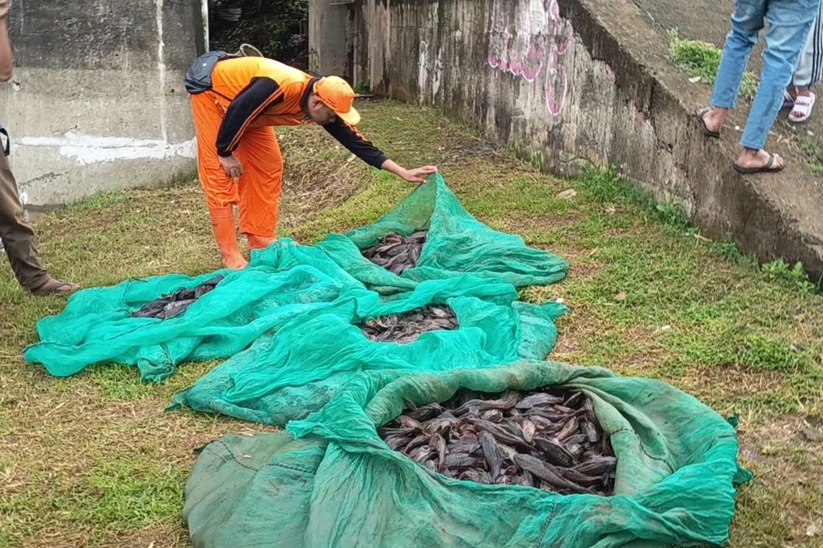 Sapu-sapu Menguji Kedaulatan Pangan Akuatik Indonesia