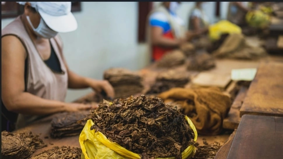 Pelaku Industri Dorong Pendekatan Pengurangan Risiko Tembakau di RI