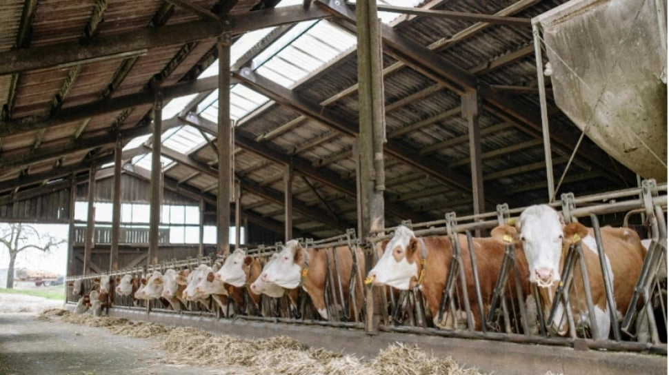 Penelitian Ungkap 98 Persen Klaim Lingkungan Perusahaan Daging Adalah Greenwashing