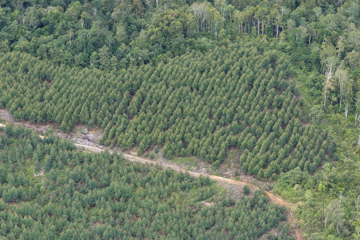 Izin Dicabut, Toba Pulp Lestari (INRU) Setop Operasi dan PHK Karyawan