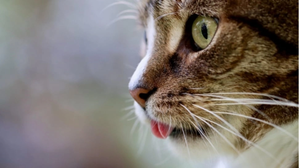 Sadis! Pemuda Mabuk Lempar Kucing dari Balkon Setinggi 6 Meter Cuma Disanksi Ringan