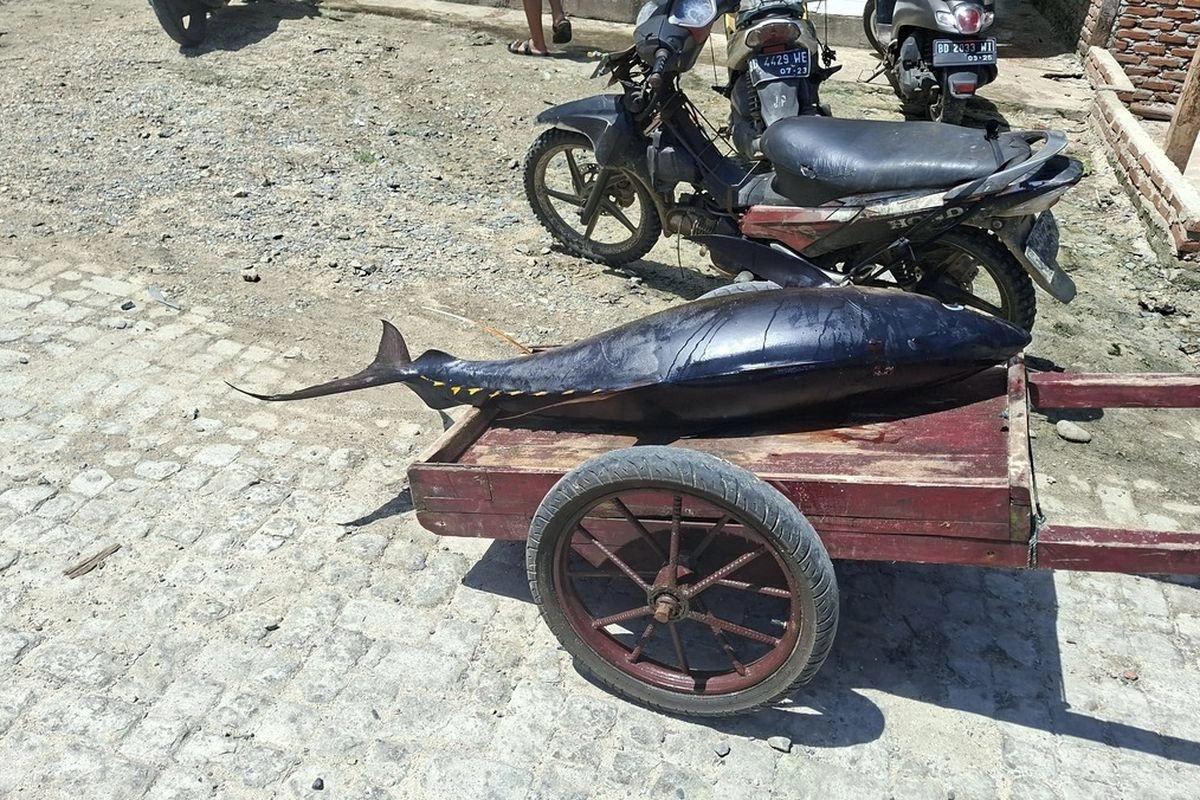 Tangkapan Tuna RI Menyusut hingga 30 Persen, Dampak Overfishing dan Perubahan Iklim