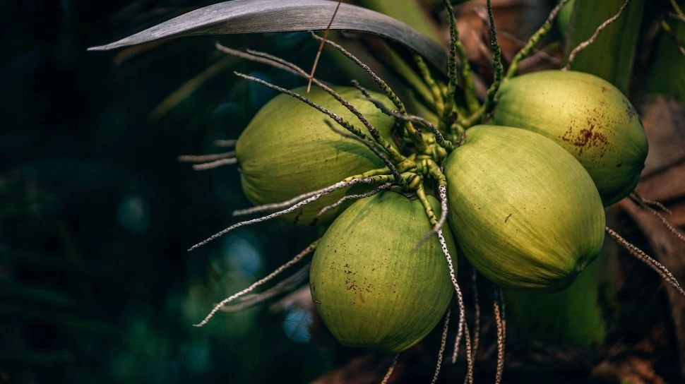 Pemerintah Dorong Pengusaha Terlibat Industri Hiilirisasi Kelapa