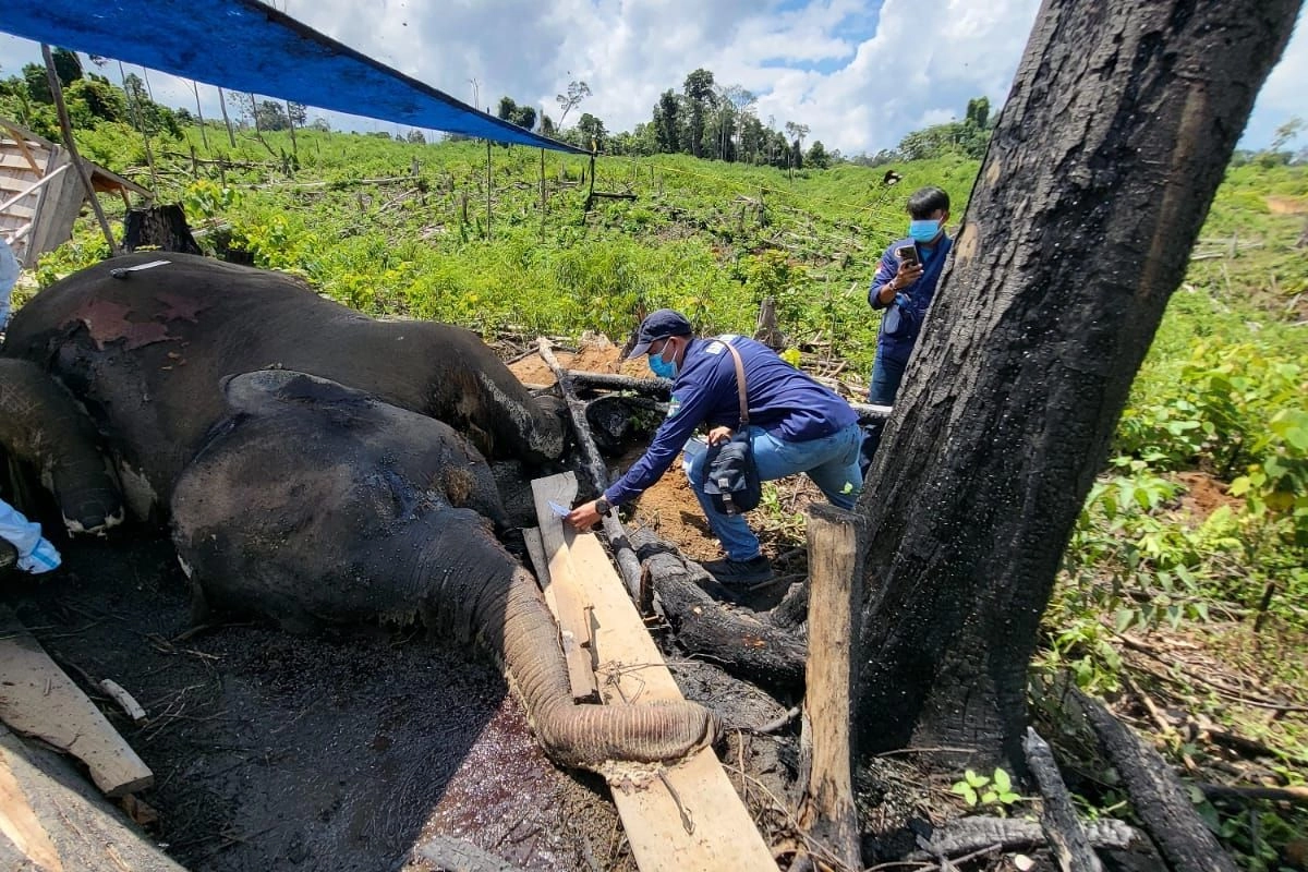 Menhut Cabut 2 Izin Pemanfaatan Hutan Buntut Kematian 2 Gajah di Bengkulu