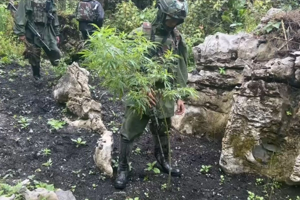 TNI Duga Ada OPM di Balik Ladang Ganja di Pegunungan Bintang