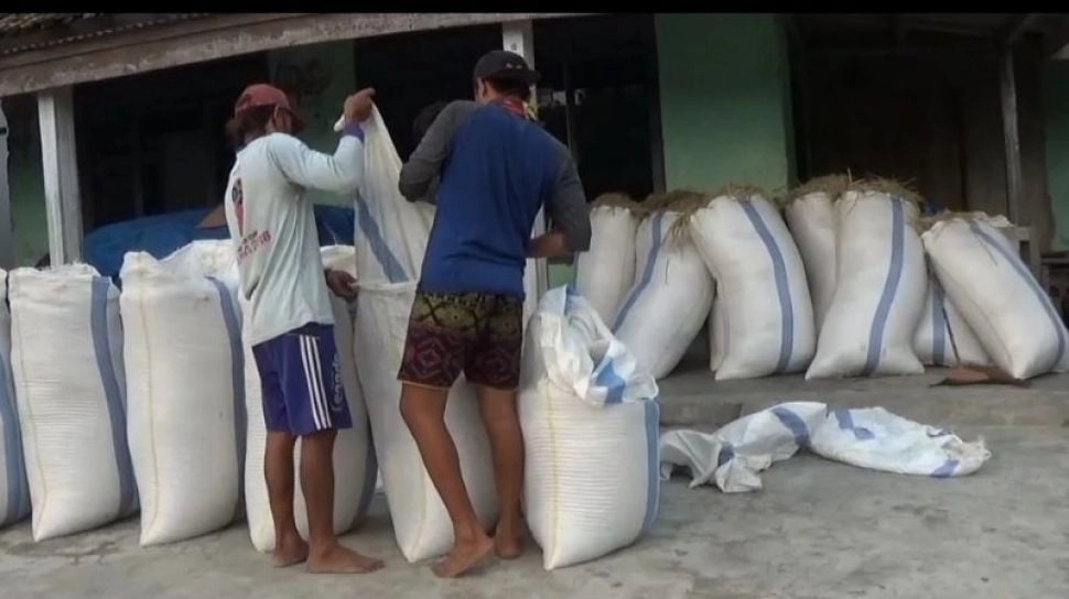 Pengusaha Beras Pusing, Harga Gabah Tembus Rp 8.200 per Kg